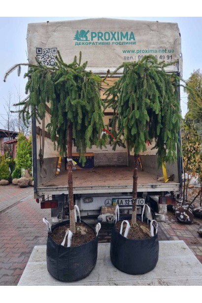 Ель плакучая Инверса на штамбе с комом